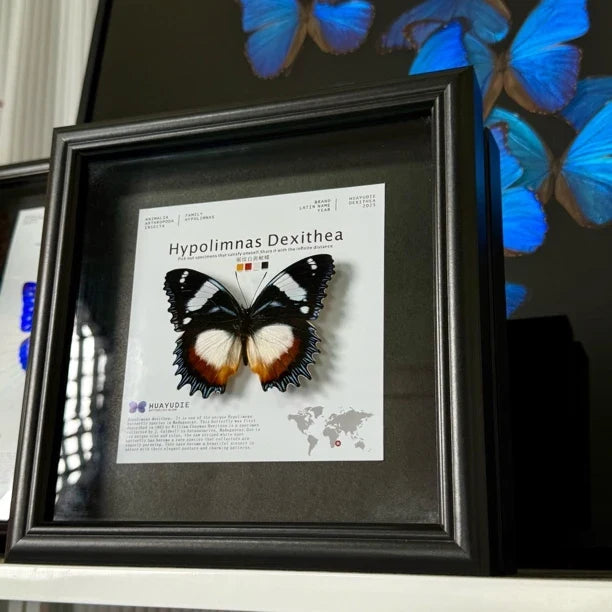 Saw-grained white-spotted butterfly real butterfly specimen birthday gift for girlfriend and best friend creative gift home butterfly square 8 photo frames - image 3