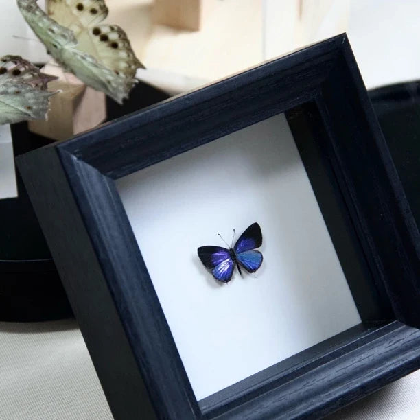 Elegant Gray Butterfly Decorative Butterfly Specimens Birthday Gifts Creative Gifts for Girlfriends and Best Friends Creative Home Ornaments - image 2