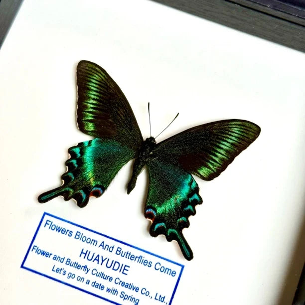 Green-banded Papilio butterfly real butterfly specimen shop creative gifts Valentine's Day creative gifts for girlfriend gift ornaments