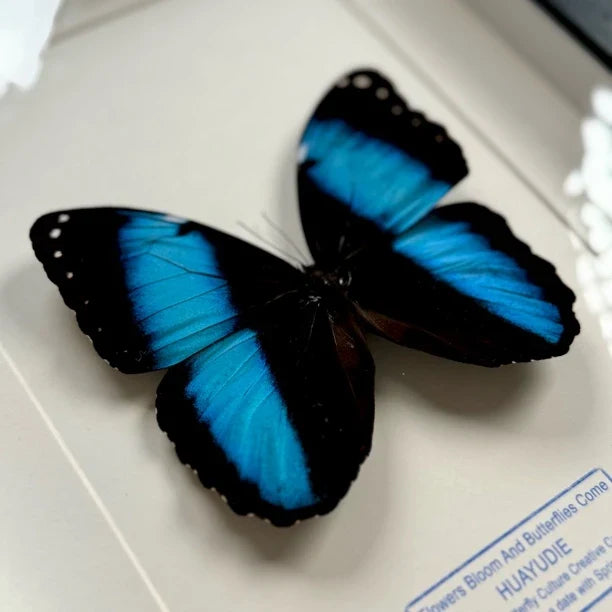 premium premium photo frame blue butterfly specimen creative gift elegant creative gift send light luxury decorative gift - image 1