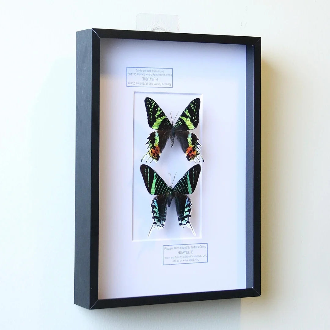 Atmospheric decorative art moon moth butterfly specimen real butterfly gift ornaments light luxury gift real butterfly photo frame - image 4