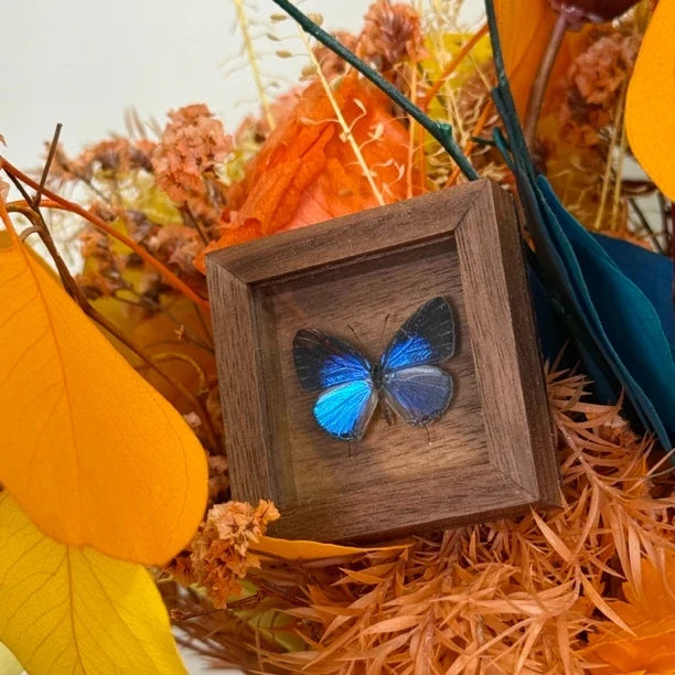 Elegant Gray Butterfly Pocket Butterfly Glass Real Butterfly Specimens Creative Gifts Valentine's Day Creative Gifts for Girlfriends - image 2