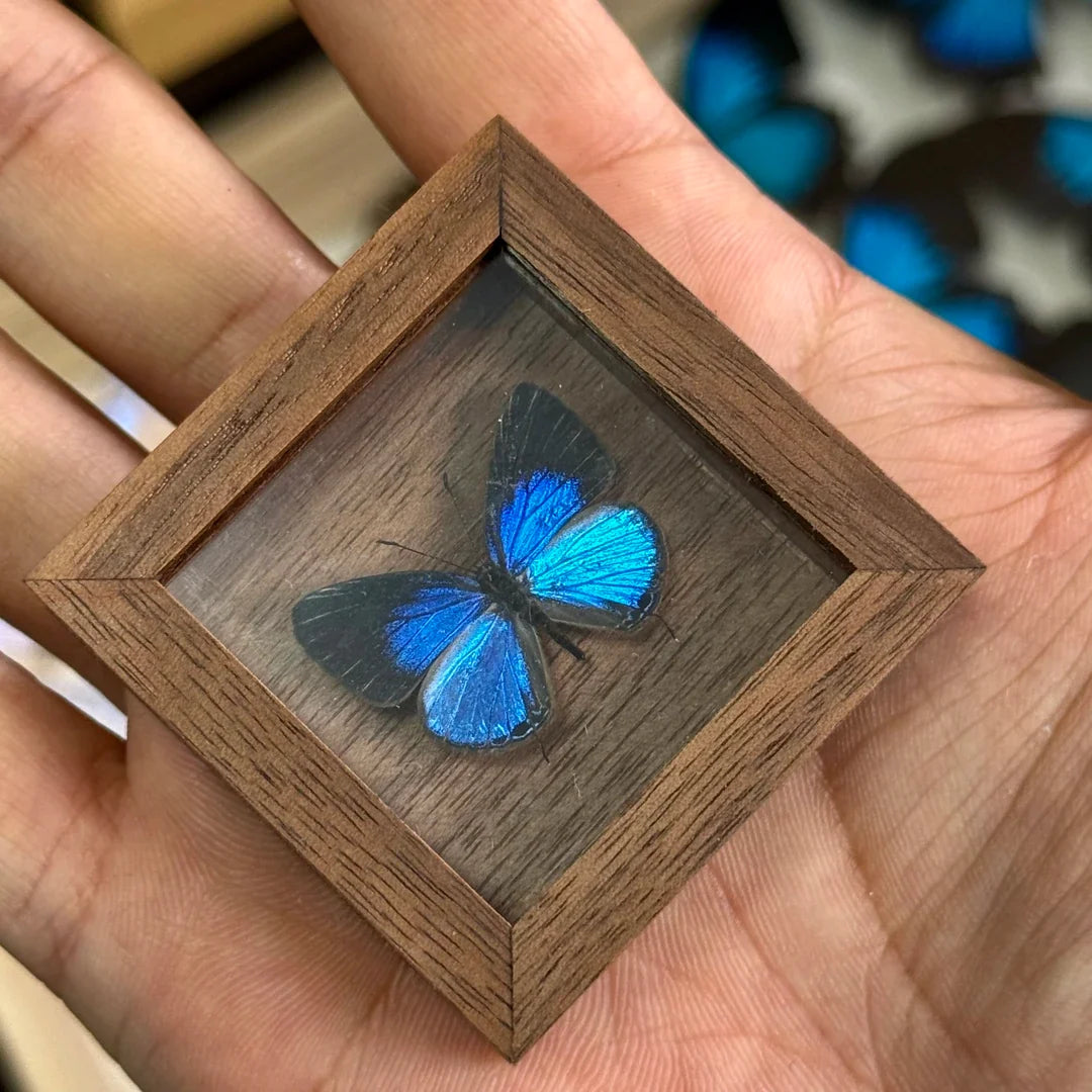 Elegant Gray Butterfly Pocket Butterfly Glass Real Butterfly Specimens Creative Gifts Valentine's Day Creative Gifts for Girlfriends - image 4