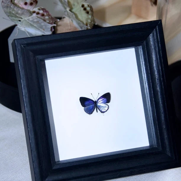 Elegant Gray Butterfly Decorative Butterfly Specimens Birthday Gifts Creative Gifts for Girlfriends and Best Friends Creative Home Ornaments