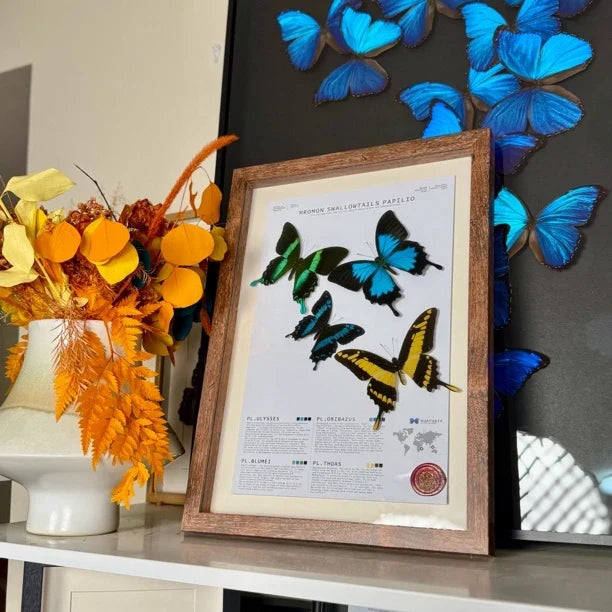 4 phoenix butterfly assemblage butterfly birthday girlfriend best friend creative gift home butterfly specimen real butterfly - image 5