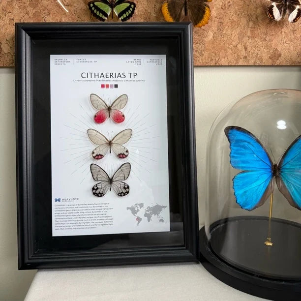 Blue morpho butterfly photo frame, black glass ornament gift, specimen painting, handmade gift, premium butterfly wall art - image 4