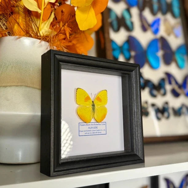 Yellow-striped white butterfly real butterfly specimen decorative art photo frame home decoration [6-inch black plexiglass square frame] - image 3