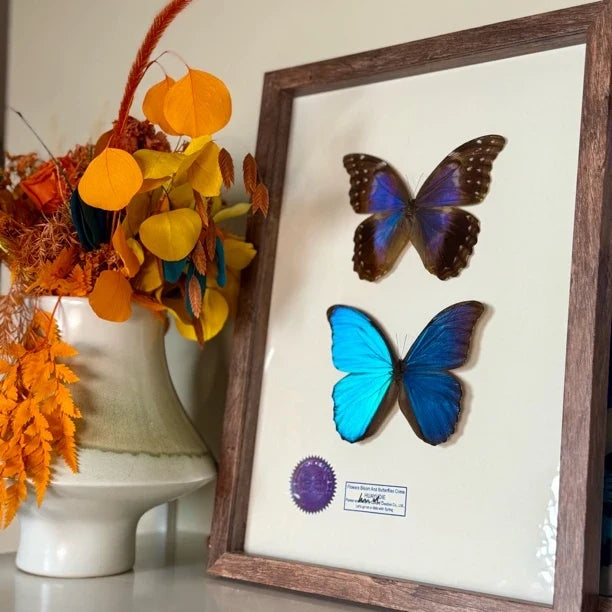 Great blue morpho butterfly male and female butterfly specimens real butterfly gifts Valentine's Day creative gifts for girlfriends gifts for besties