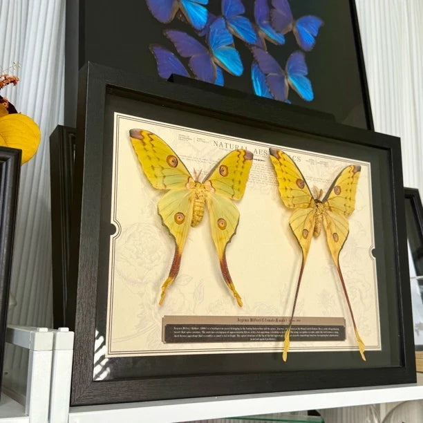 Comet Tail Silkworm Moth Real Butterfly Specimens Birthday Gift for Girlfriend Valentine's Day Creative Gift Home Butterfly A3 Photo Frame - image 5