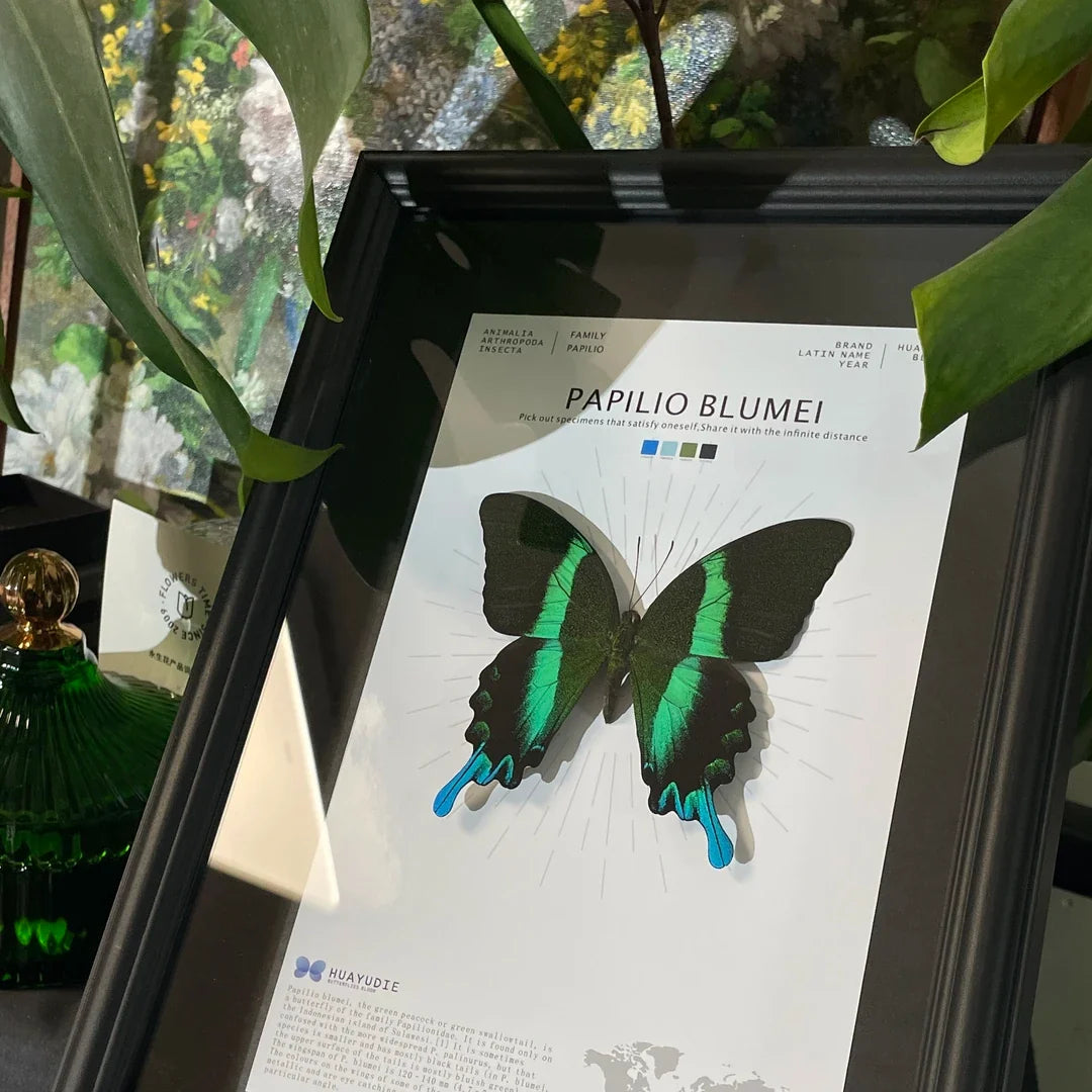 Love Goddess Papilio Real Butterfly Specimen Birthday Gift Creative Gift Girlfriend Gift Home Goods Butterfly Photo Frame - image 5