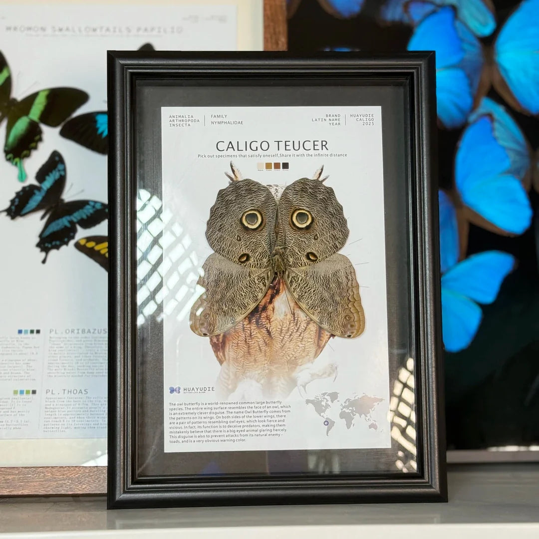 Blue ring butterfly home decoration butterfly ornament creative gift A1 framed butterfly specimen | A4 Nordic decorative art - image 1
