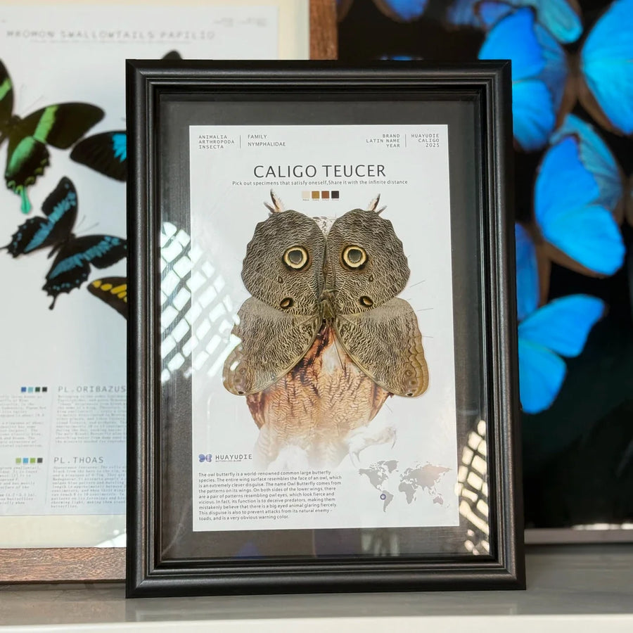 Blue ring butterfly home decoration butterfly ornament creative gift A1 framed butterfly specimen | A4 Nordic decorative art