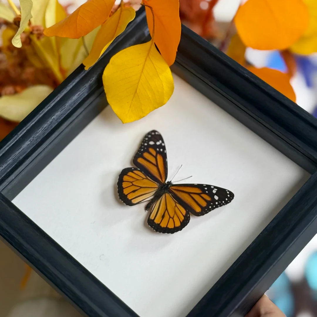 Monarch butterfly wall art Real Butterfly Specimens Creative Gifts Valentine's Day Creative Gifts for Girlfriends and Best Friends Gifts - image 1