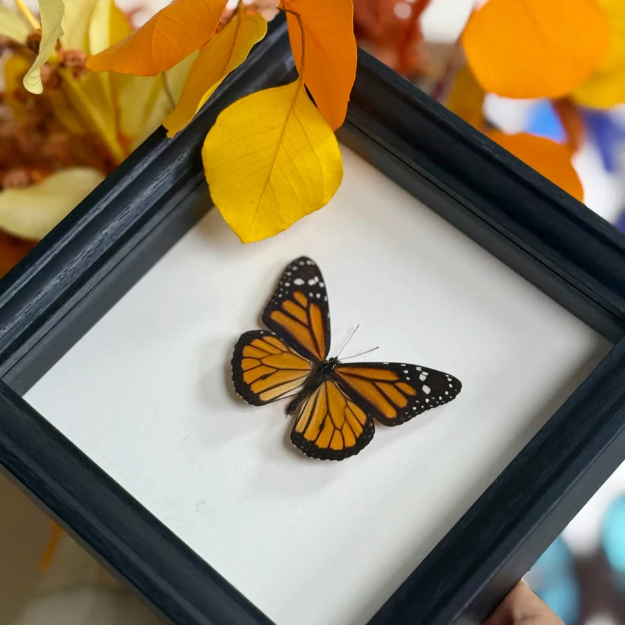 Monarch butterfly wall art Real Butterfly Specimens Creative Gifts Valentine's Day Creative Gifts for Girlfriends and Best Friends Gifts