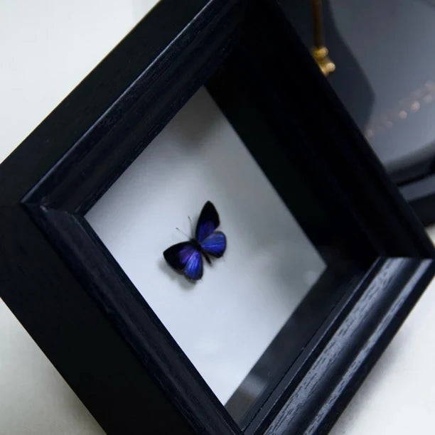 Elegant Gray Butterfly Decorative Butterfly Specimens Birthday Gifts Creative Gifts for Girlfriends and Best Friends Creative Home Ornaments - image 4