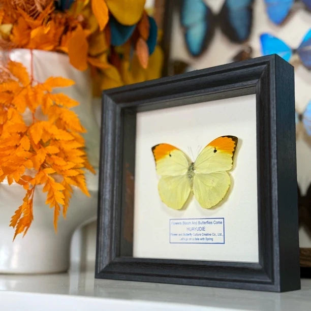 Golden-crested white butterfly, real butterfly specimen, butterfly photo frame gift, Valentine's Day creative gift for girlfriend - image 3