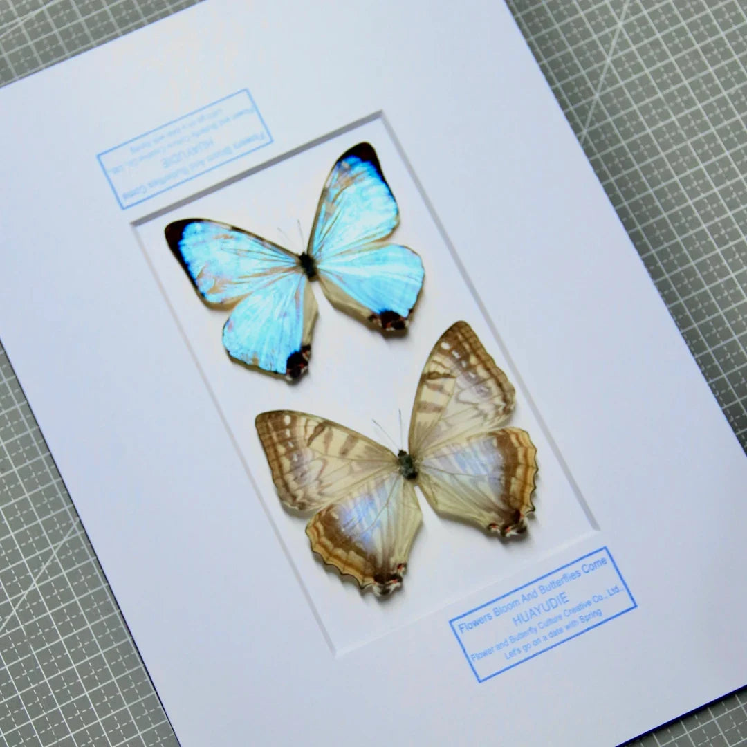 Nordic blue morpho butterfly wall art, male and female pair of butterflies, birthday specimen, creative gift for girlfriend and best friend, home butterfly photo frame - image 1