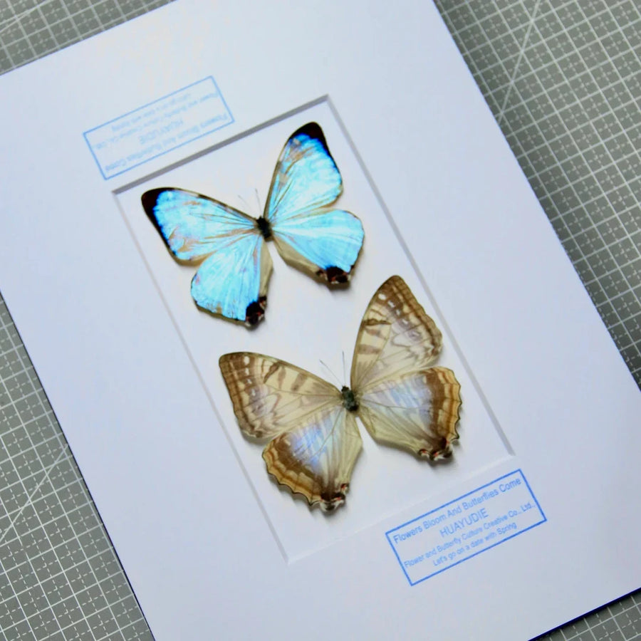 Nordic blue morpho butterfly wall art, male and female pair of butterflies, birthday specimen, creative gift for girlfriend and best friend, home butterfly photo frame