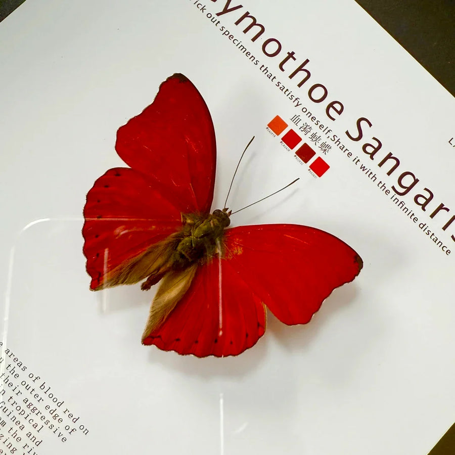 Blood ripple butterfly specimen real butterfly birthday gift for girlfriend and best friend creative gift home butterfly square 8-inch photo frame