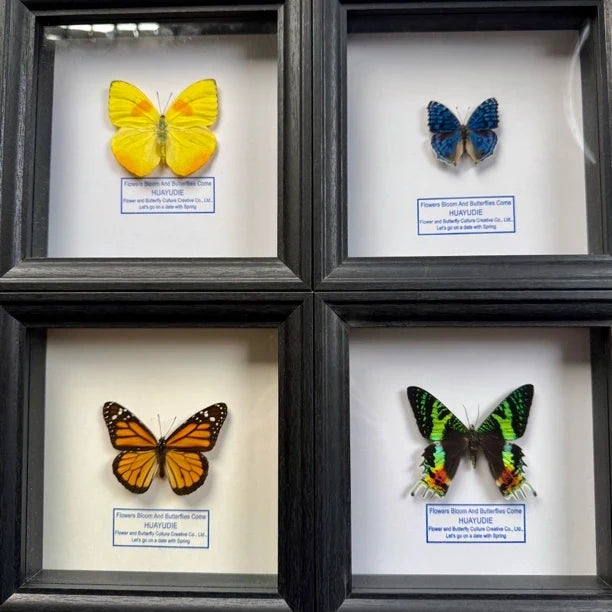 Yellow-striped white butterfly real butterfly specimen decorative art photo frame home decoration [6-inch black plexiglass square frame] - image 5