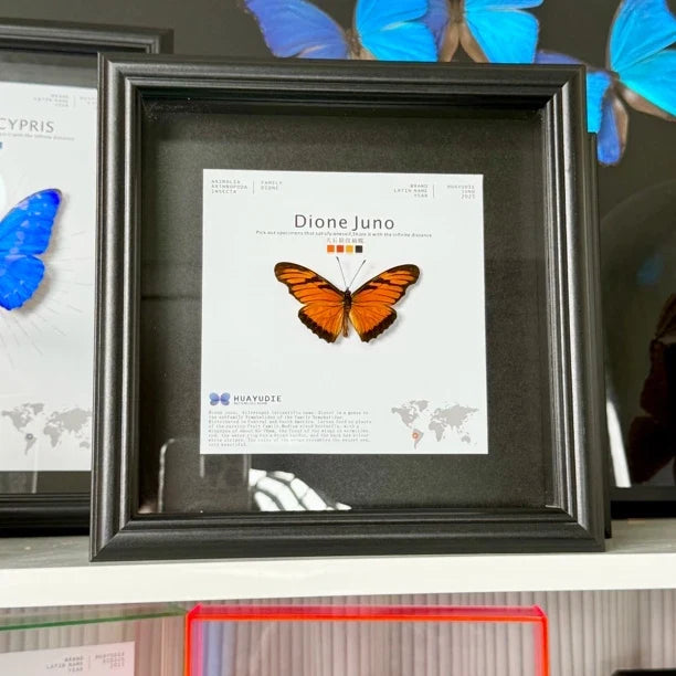 Queen's silver pattern sleeve butterfly real butterfly specimen birthday gift to girlfriend and best friend creative gift home butterfly square 8 photo frames - image 4