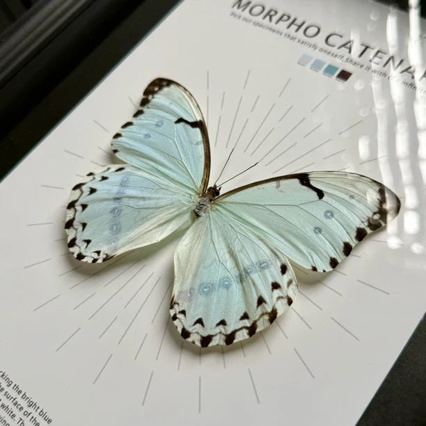 Kent's premium Morpho real butterfly specimen birthday gift for girlfriend and best friend, creative gift for home butterfly A4 photo frame - image 2