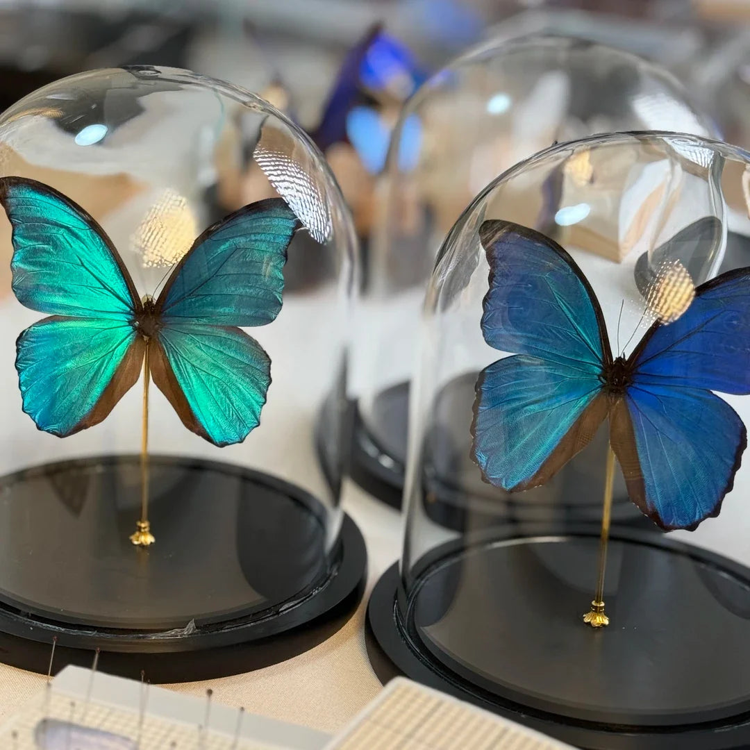 decorative art Morpho didius butterfly specimens for light luxury gifts creative gifts living room premium butterfly glass cover - image 3