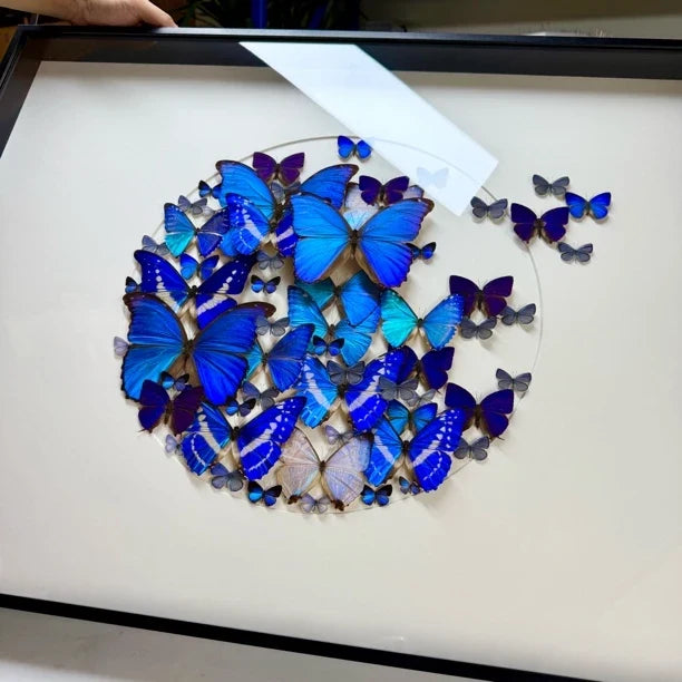FLORAFLY "Take Off" World Famous Butterflies Real butterfly assemblage Living Room Sofa wall art B&B Background Creative Gift