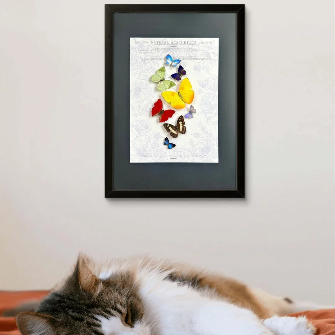 FLORAFLY "Rainbow" luxury-style butterfly assemblage vertical wood frame real butterfly specimen frame decorative art gift - image 3