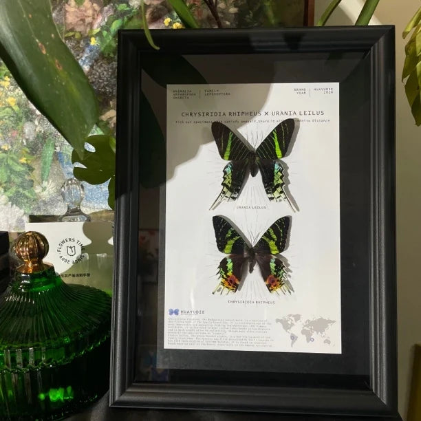 Atmospheric decorative art moon moth butterfly specimen real butterfly gift ornaments light luxury gift real butterfly photo frame