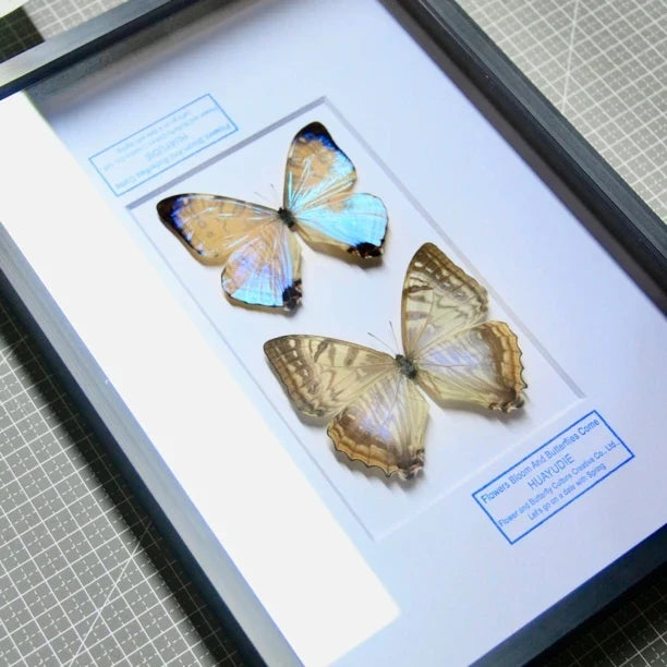 Nordic blue morpho butterfly wall art, male and female pair of butterflies, birthday specimen, creative gift for girlfriend and best friend, home butterfly photo frame - image 3