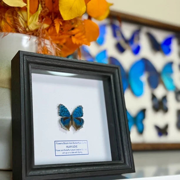 Elegant eye butterfly decoration real butterfly specimen creative gift butterfly specimen painting creative gift gift for girlfriend - image 3