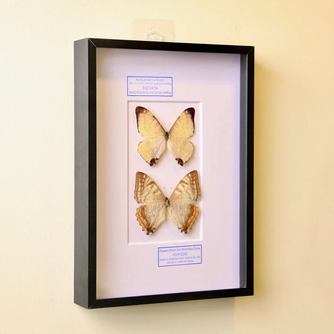 Nordic blue morpho butterfly wall art, male and female pair of butterflies, birthday specimen, creative gift for girlfriend and best friend, home butterfly photo frame - image 5