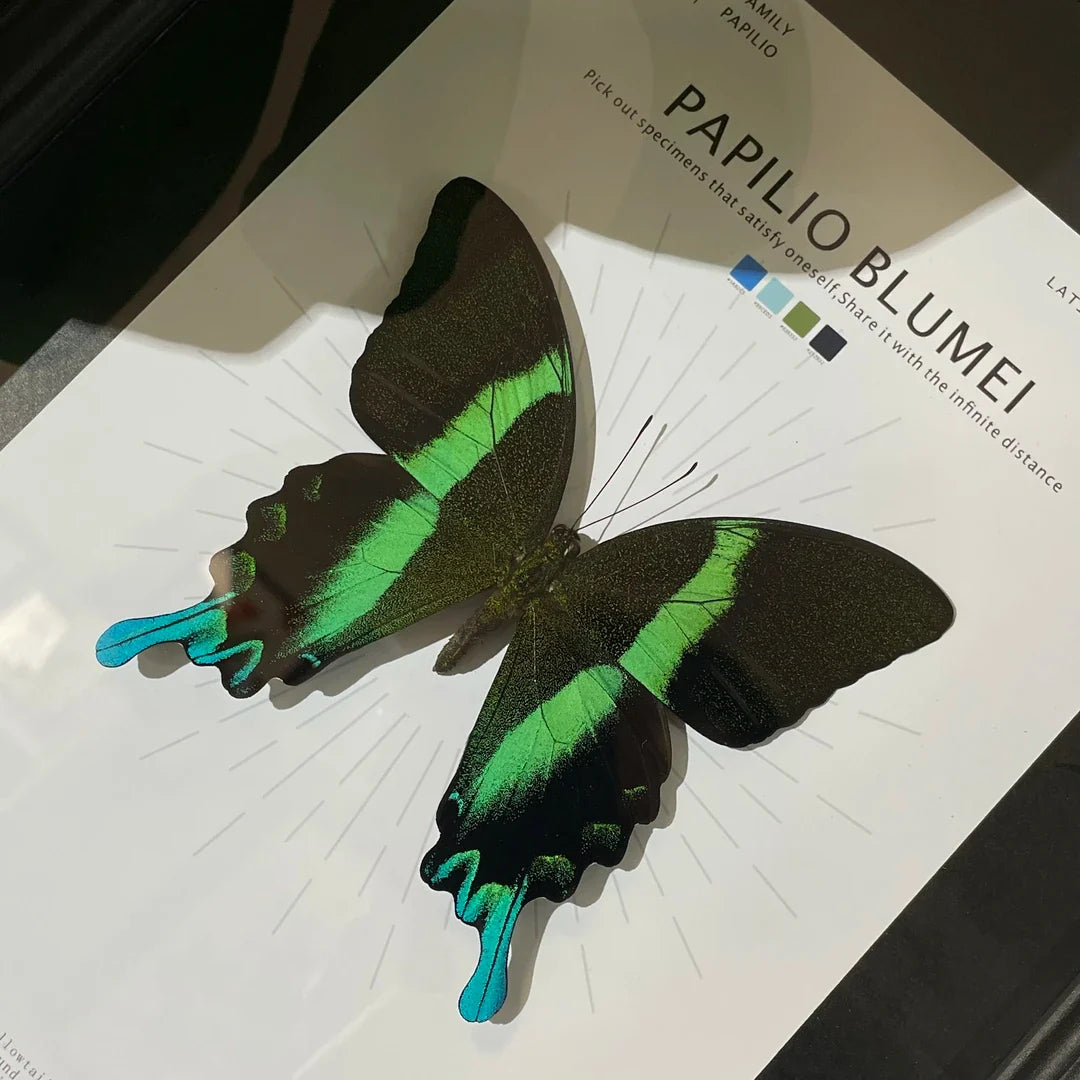 Love Goddess Papilio Real Butterfly Specimen Birthday Gift Creative Gift Girlfriend Gift Home Goods Butterfly Photo Frame - image 3