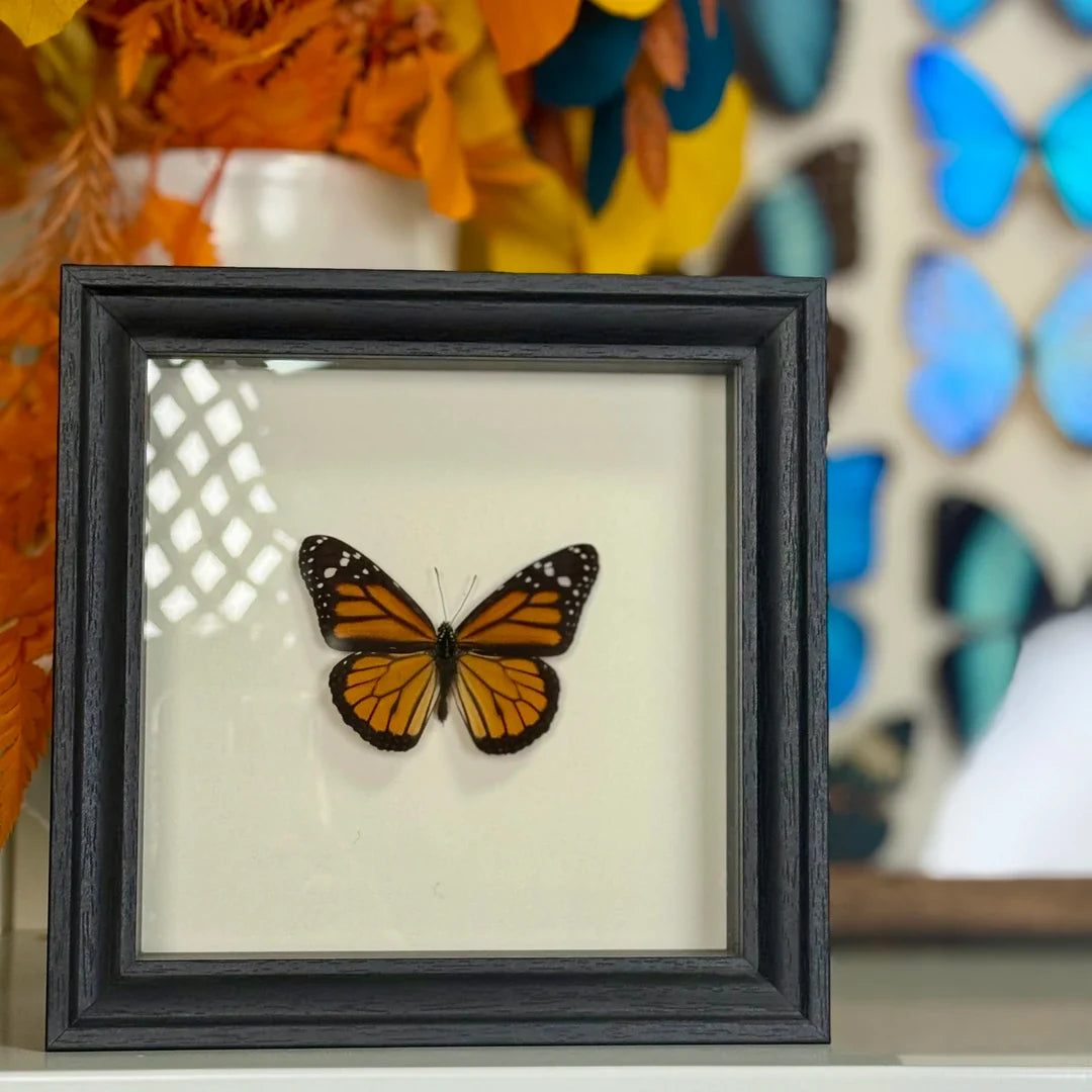 Monarch butterfly wall art Real Butterfly Specimens Creative Gifts Valentine's Day Creative Gifts for Girlfriends and Best Friends Gifts - image 3