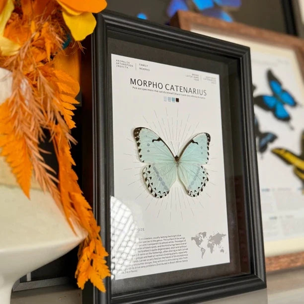 Kent's premium Morpho real butterfly specimen birthday gift for girlfriend and best friend, creative gift for home butterfly A4 photo frame - image 3