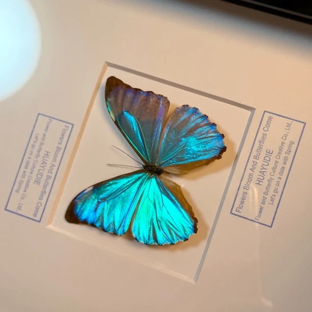 Dawn Morpho butterfly picture frame custom specimen decorative art light luxury photo frame butterfly specimen blue 8-inch picture frame