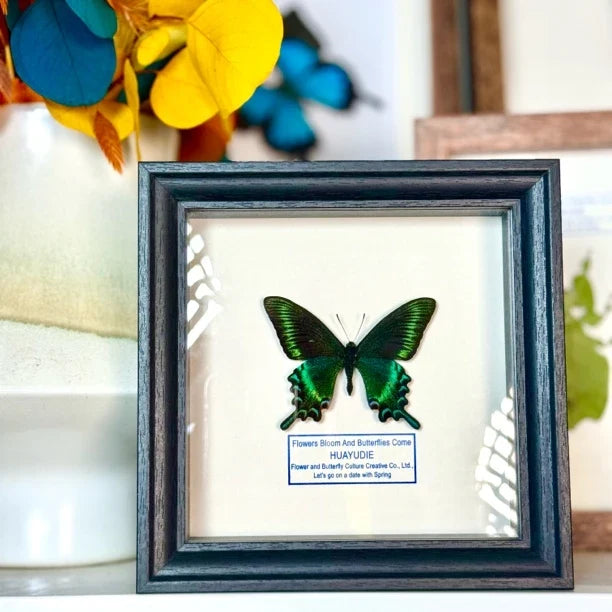Green-banded Papilio butterfly real butterfly specimen shop creative gifts Valentine's Day creative gifts for girlfriend gift ornaments - image 2