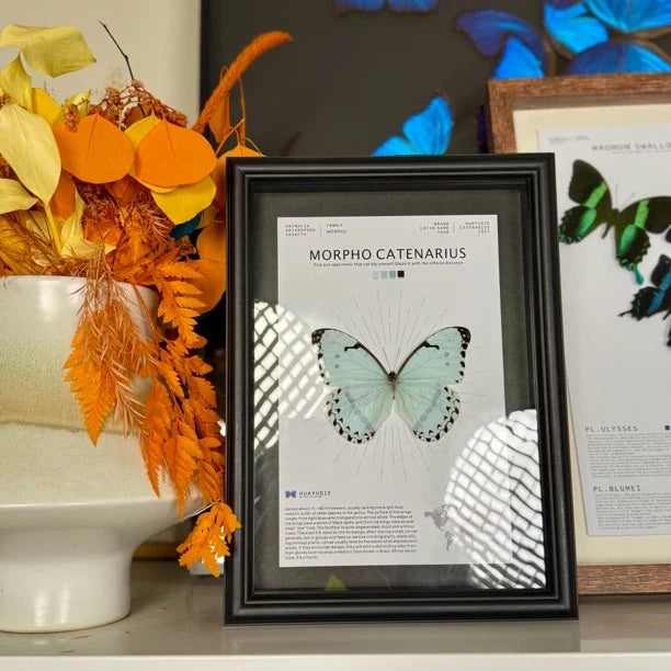 Kent's premium Morpho real butterfly specimen birthday gift for girlfriend and best friend, creative gift for home butterfly A4 photo frame