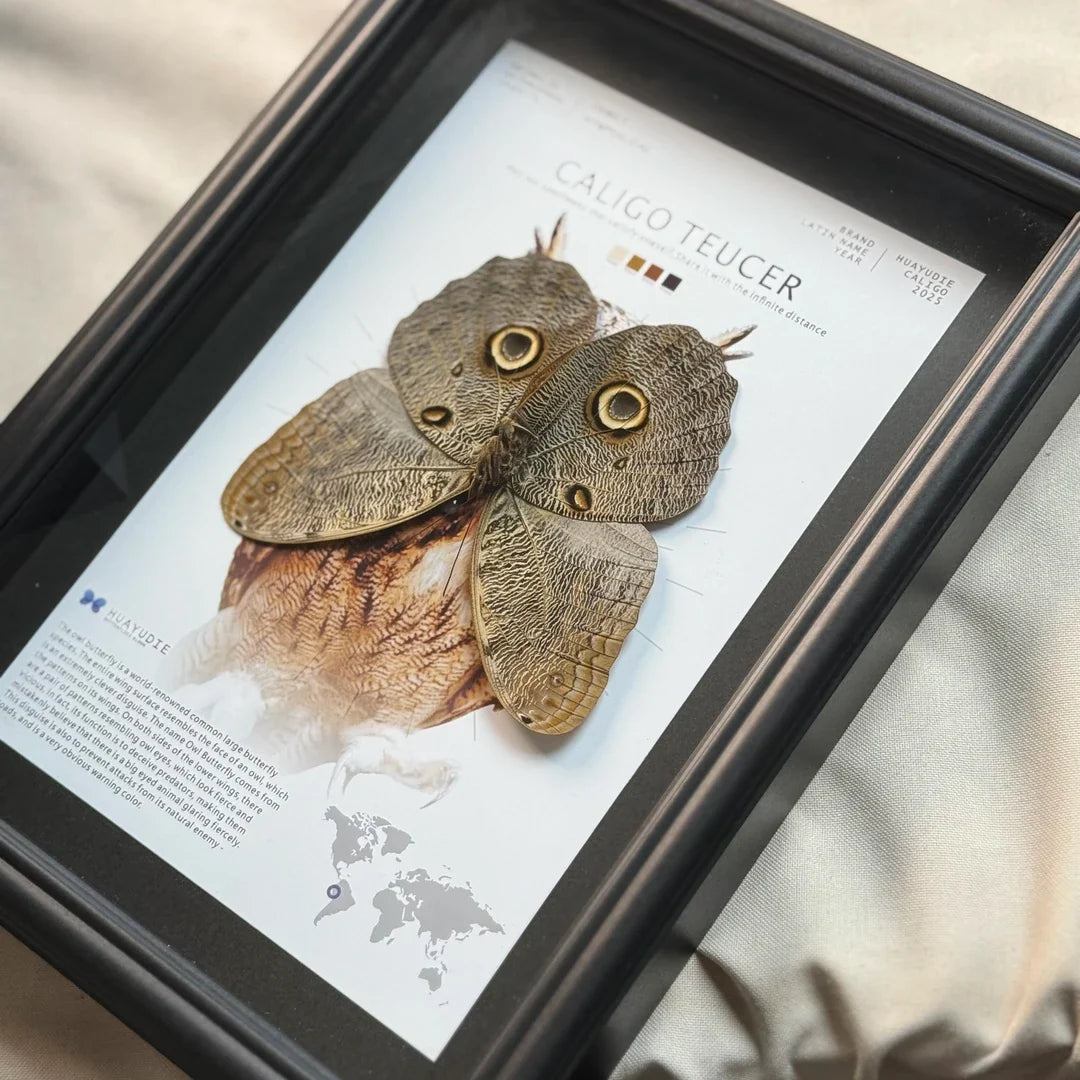 Blue ring butterfly home decoration butterfly ornament creative gift A1 framed butterfly specimen | A4 Nordic decorative art - image 2