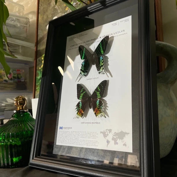 Atmospheric decorative art moon moth butterfly specimen real butterfly gift ornaments light luxury gift real butterfly photo frame - image 2