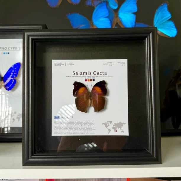 Cactus Butterfly Real Butterfly Specimen Birthday Gift for Girlfriend and Best Friend Creative Gift Home Butterfly Party 8 Photo Frames - image 4