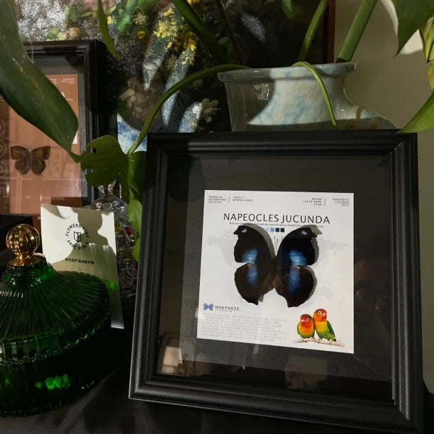 decorative art home accessories Napeoclesjucunda butterfly specimen girlfriend birthday creative gift photo frame - image 4