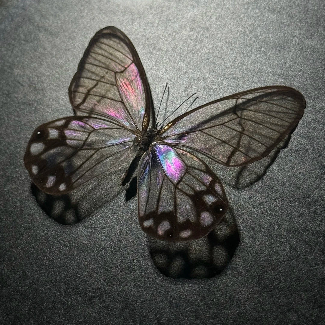 Photo frame of pseudomorphic butterfly specimen for couple, Valentine’s Day gift for girlfriend and best friend, creative butterfly specimen for home goodies - image 1