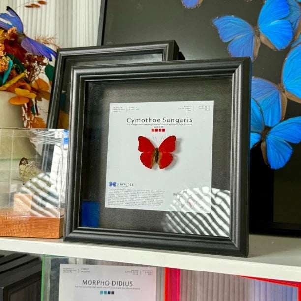 Blood ripple butterfly specimen real butterfly birthday gift for girlfriend and best friend creative gift home butterfly square 8-inch photo frame - image 3