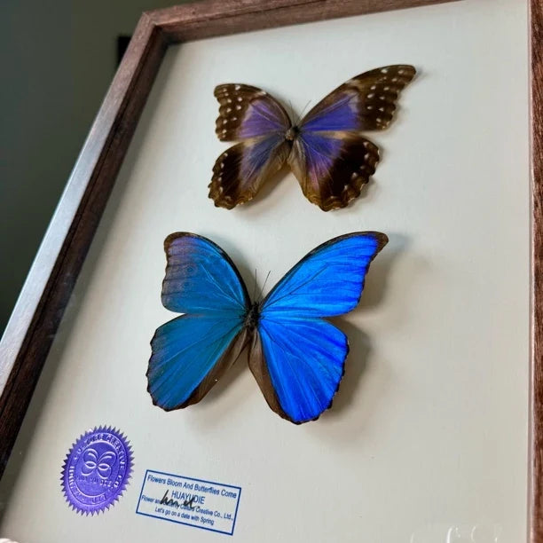 Great blue morpho butterfly male and female butterfly specimens real butterfly gifts Valentine's Day creative gifts for girlfriends gifts for besties - image 5