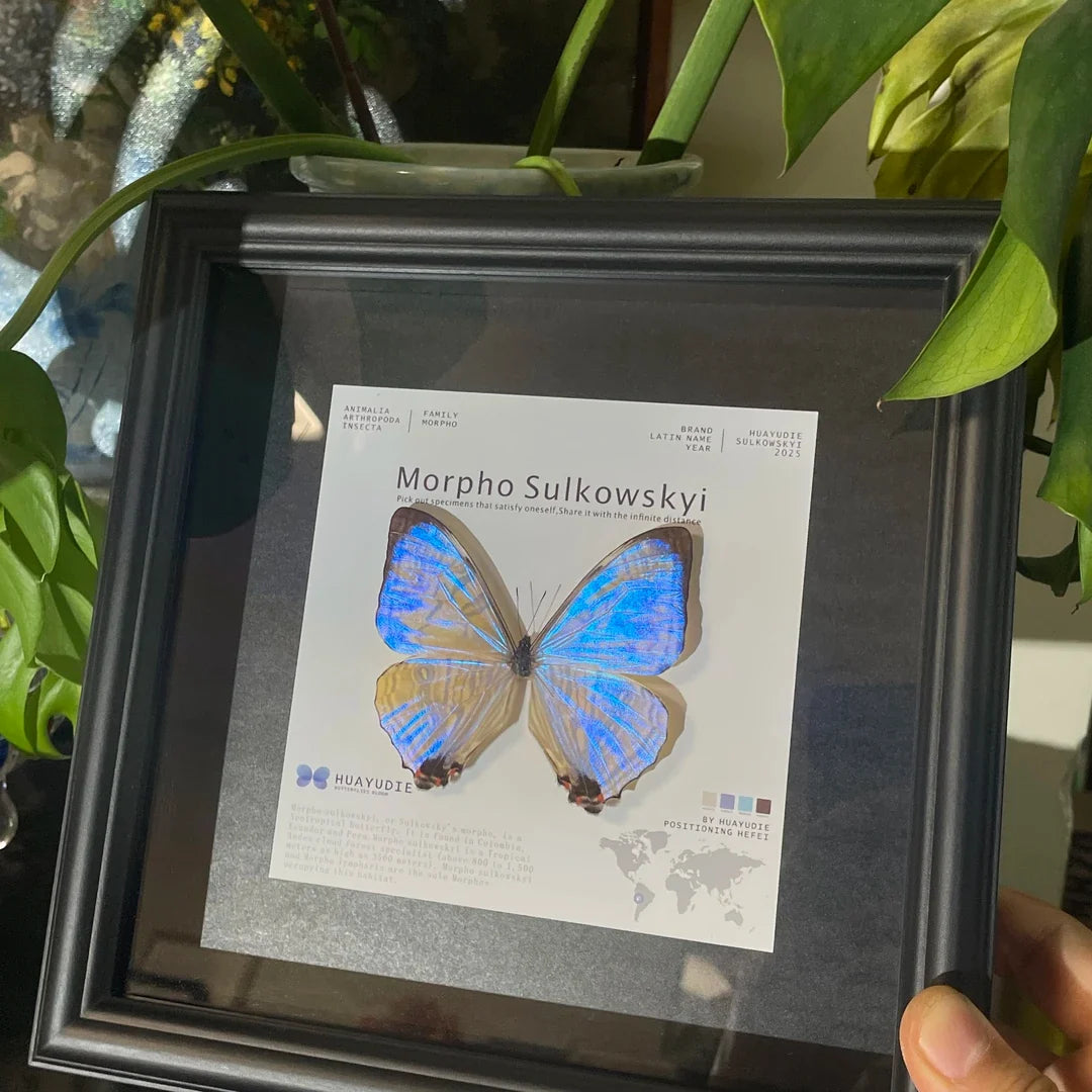 Luminous Pearl Light Luxury Customized decorative art Gifts premium Decoration wall art Gifts premium Butterfly Glass Photo Frame Ornaments - image 3