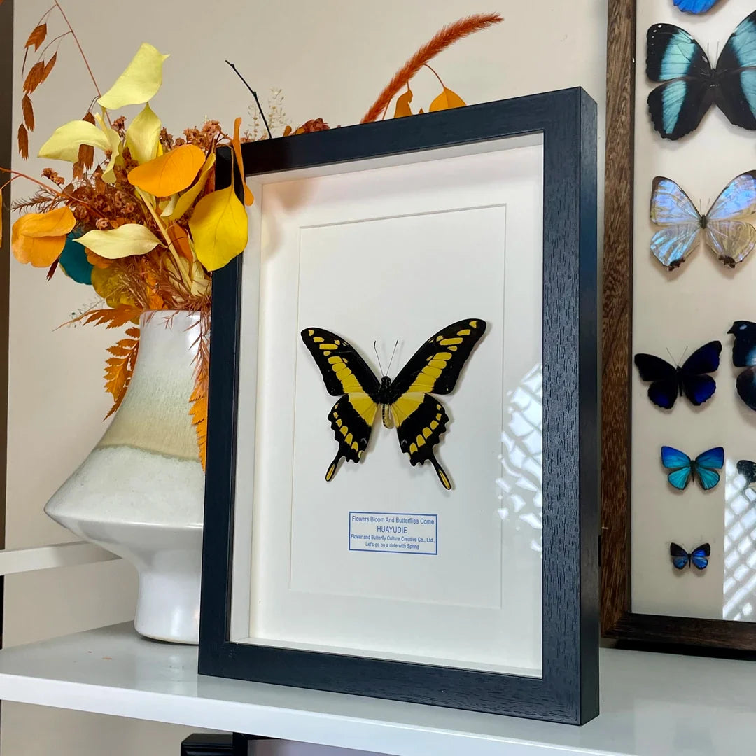 Minzhi Papilio butterfly real butterfly blue specimen creative gift Valentine's Day creative gift for girlfriend gift ornaments - image 2