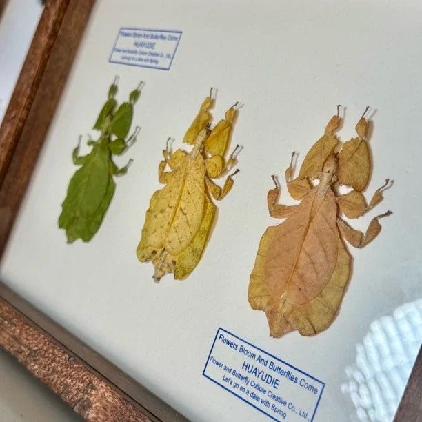Indonesian leaf insect gradient color platter butterfly birthday gift for girlfriend and best friend creative gift home butterfly A4 photo frame - image 2