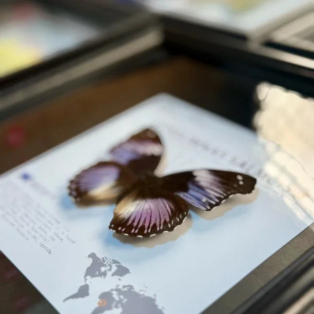 Weak water butterfly 3D three-dimensional butterfly artwork decorative art gift premium gift for girlfriend gift photo frame - image 2